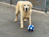 Chienne Golden Retriever disponible à la vente (LOF)