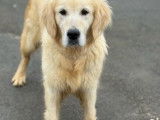 Chienne Golden Retriever disponible à la vente (LOF)