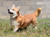Chien adulte femelle Welsh Corgi Pembroke LOF disponible à l’achat