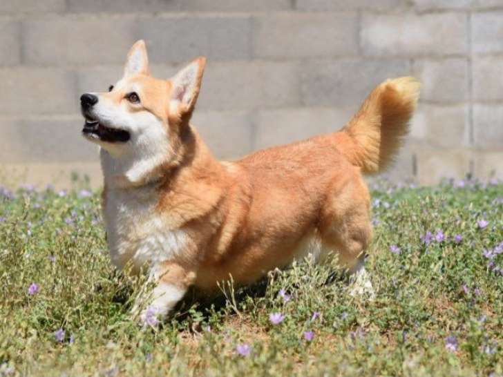 Chien adulte femelle Welsh Corgi Pembroke LOF disponible à l’achat