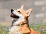 Chien adulte femelle Welsh Corgi Pembroke LOF disponible à l’achat