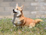 Chien adulte femelle Welsh Corgi Pembroke LOF disponible à l’achat