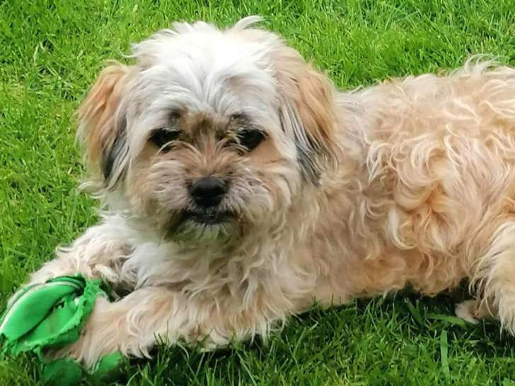 Ewok, petit chien à adopter