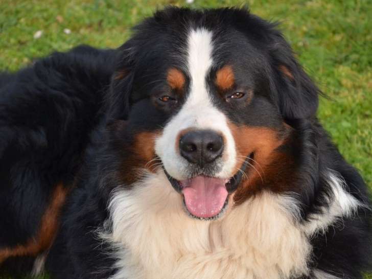 Chien Bouvier Bernois LOF disponible à l’achat