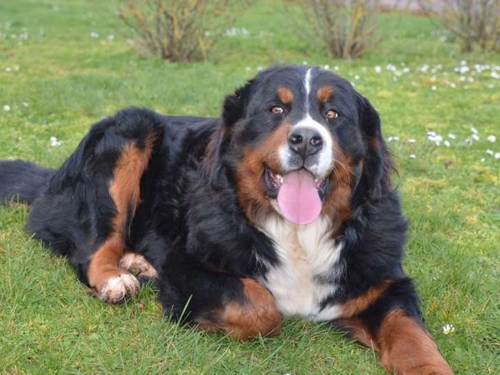 Une chienne Bouvier Bernois à vendre (LOF)