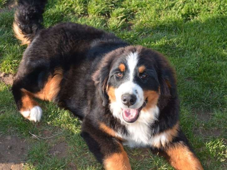 Chien femelle Bouvier Bernois LOF à réserver