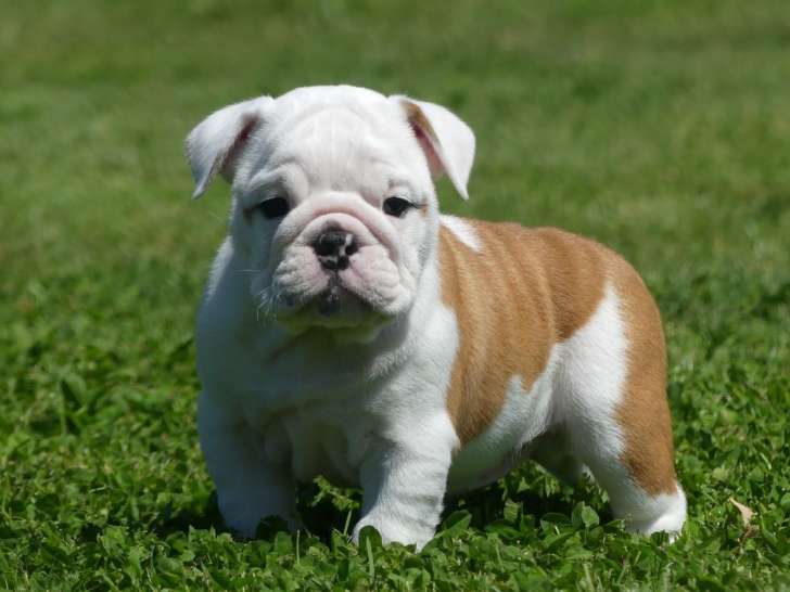 6 chiots Bulldog Anglais LOF à vendre