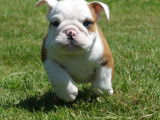 6 chiots Bulldog Anglais LOF à vendre