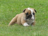 6 chiots Bulldog Anglais LOF à vendre