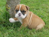 6 chiots Bulldog Anglais LOF à vendre