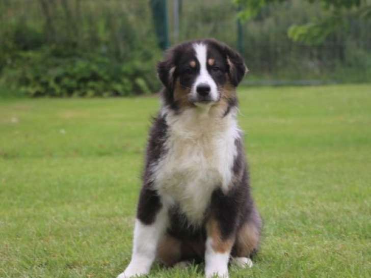 4 chiots Bergers Australiens mâles LOF disponibles à la vente