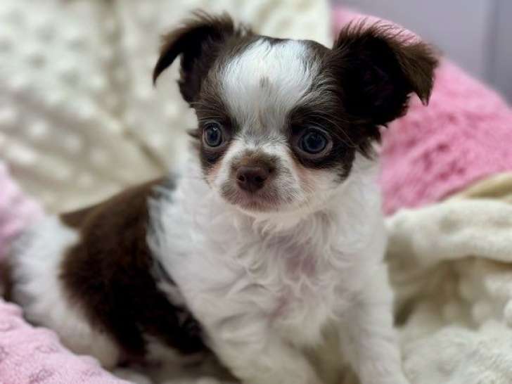 Chiot Chihuahua mâle disponible à la réservation (LOF)