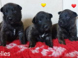 Chiots Berger Hollandais LOF à vendre