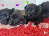 Chiots Berger Hollandais LOF à vendre
