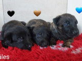 Chiots Berger Hollandais LOF à vendre