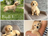Chiots Golden Retrievers LOF disponibles à l’achat