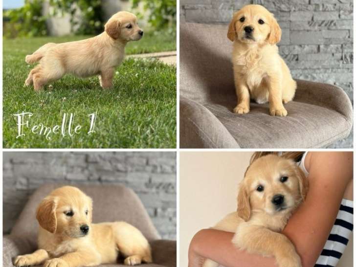 Chiots Golden Retrievers LOF disponibles à l’achat