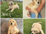 Chiots Golden Retrievers LOF disponibles à l’achat