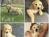 Chiots Golden Retrievers LOF disponibles à l’achat