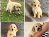 Chiots Golden Retrievers LOF disponibles à l’achat