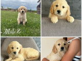 Chiots Golden Retrievers LOF disponibles à l’achat