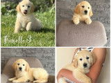 Chiots Golden Retrievers LOF disponibles à l’achat