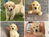 Chiots Golden Retrievers LOF disponibles à l’achat