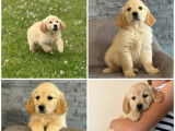 Chiots Golden Retrievers LOF disponibles à l’achat
