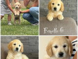 Chiots Golden Retrievers LOF disponibles à l’achat