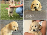 Chiots Golden Retrievers LOF disponibles à l’achat