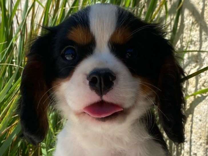 2 chiots Cavalier King Charles mâles à vendre (LOF)