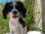 2 chiots Cavalier King Charles mâles à vendre (LOF)