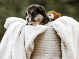 4 chiots Welsh Corgi Pembroke à vendre (LOF)
