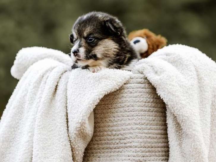 4 chiots Welsh Corgi Pembroke à vendre (LOF)