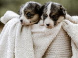 4 chiots Welsh Corgi Pembroke à vendre (LOF)