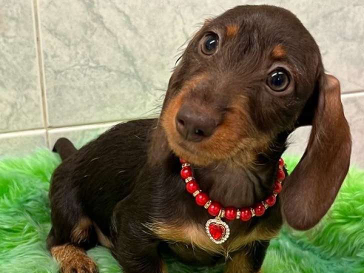 À vendre, chiot femelle Teckel poil dur (LOF)