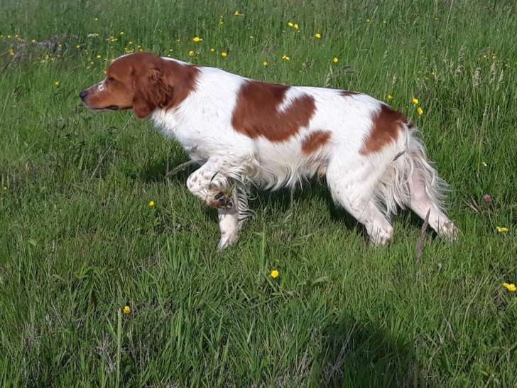 Chien Épagneul Breton LOF disponible à la vente