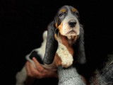 Chiots Basset Hound à réserver (LOF)