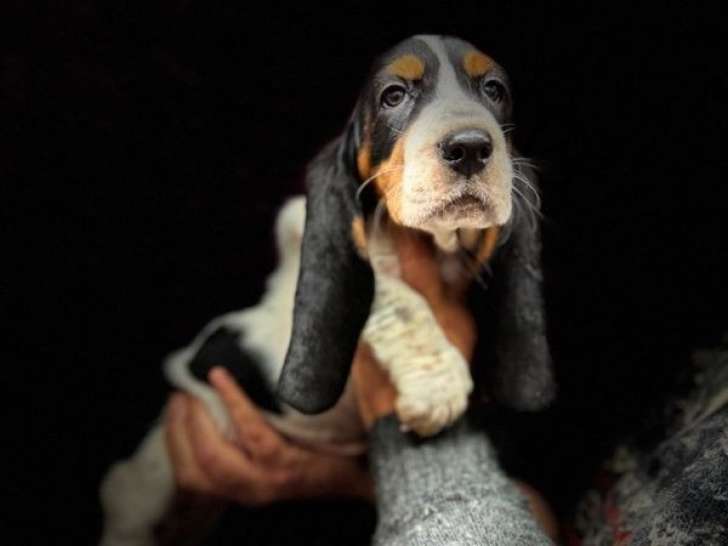 Chiots Basset Hound à réserver (LOF)