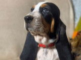 Chiots Basset Hound à réserver (LOF)