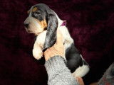 Chiots Basset Hound à réserver (LOF)