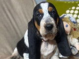 Chiots Basset Hound à réserver (LOF)