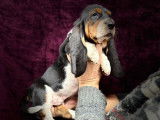 Chiots Basset Hound à réserver (LOF)