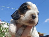 6 chiots Cocker Spaniel Anglais à réserver (LOF)