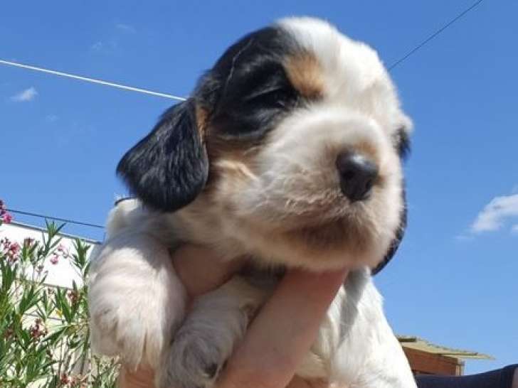 6 chiots Cocker Spaniel Anglais à réserver (LOF)