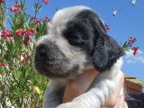 6 chiots Cocker Spaniel Anglais à réserver (LOF)