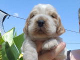 6 chiots Cocker Spaniel Anglais à réserver (LOF)