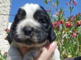 6 chiots Cocker Spaniel Anglais à réserver (LOF)
