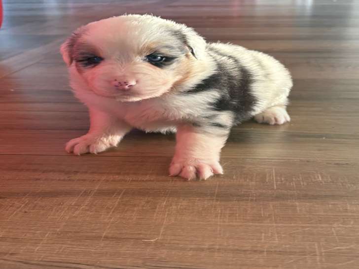 Chiots Berger Australien à vendre