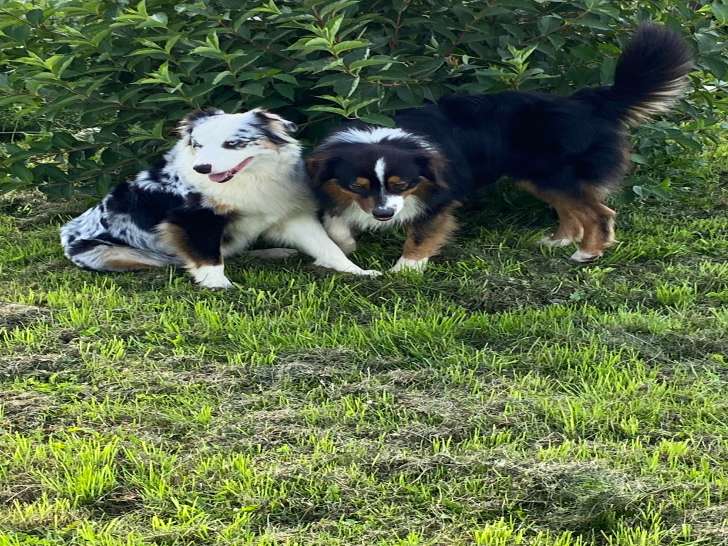 Chiots Berger Australien à vendre